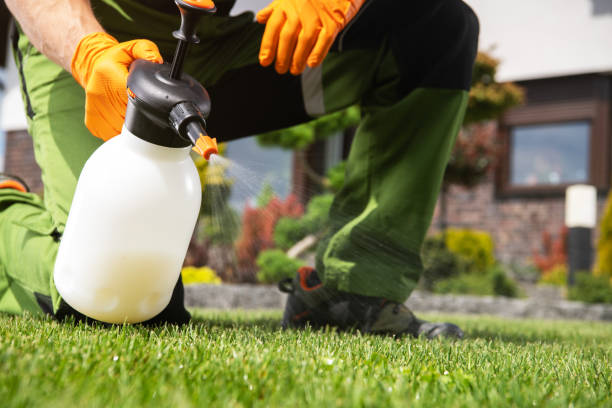Best Ant Control Services  in Hondo, TX