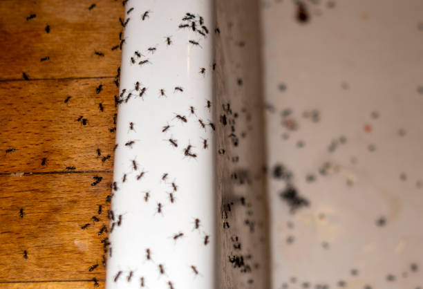 Best Best Pest Control Companies  in Hondo, TX