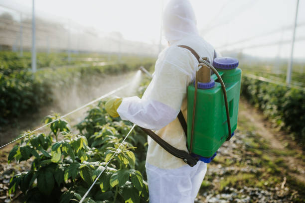 Best Flea Control Services  in Hondo, TX